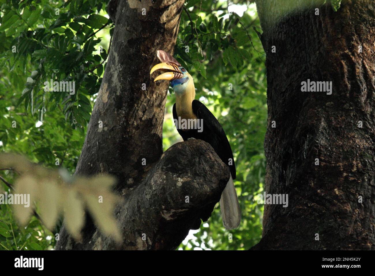 A male individual of knobbed hornbill, or sometimes called Sulawesi wrinkled hornbill (Rhyticeros cassidix), is photographed as it is perching on a tree in Tangkoko Nature Reserve, North Sulawesi, Indonesia. The species is currently considered vulnerable to extinction due to logging and hunting, according to Amanda Hackett of Wildlife Conservation Society in a 2022 publication. 'With trees diminishing, there are no safe places for hornbill pairs to build their nests in large mature trees,' she added. Stock Photo