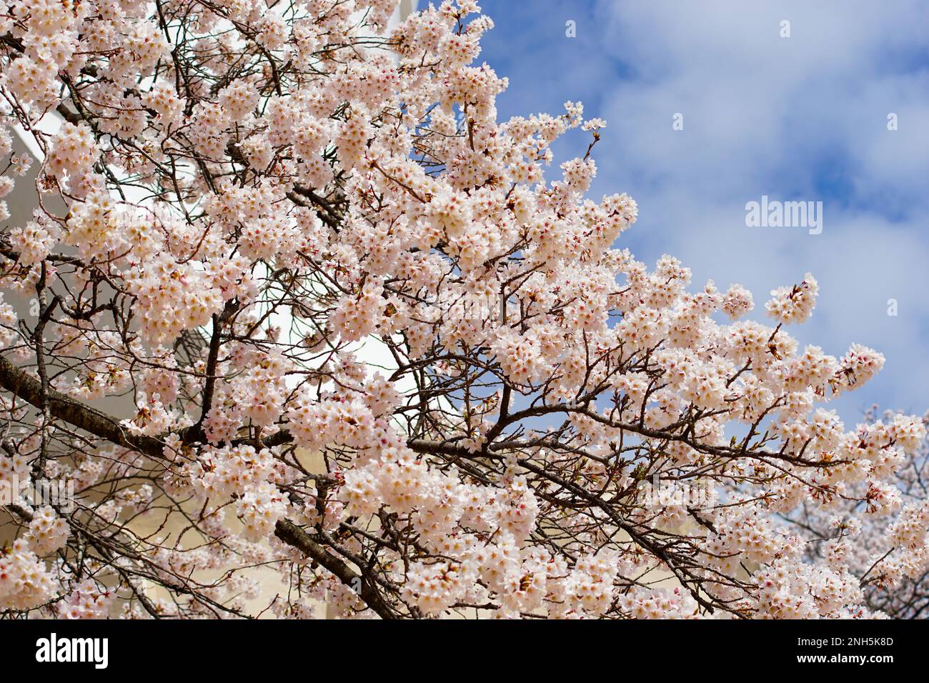 Japanese Spring Stock Photo