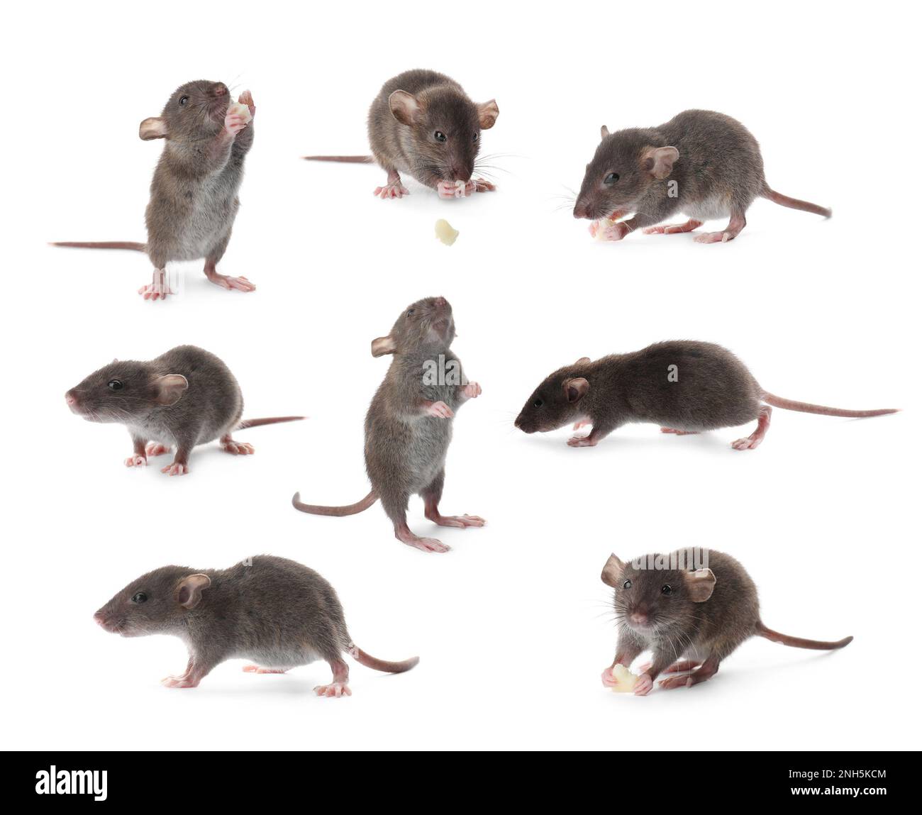 Small rats on white background, collage. Pest control Stock Photo Alamy