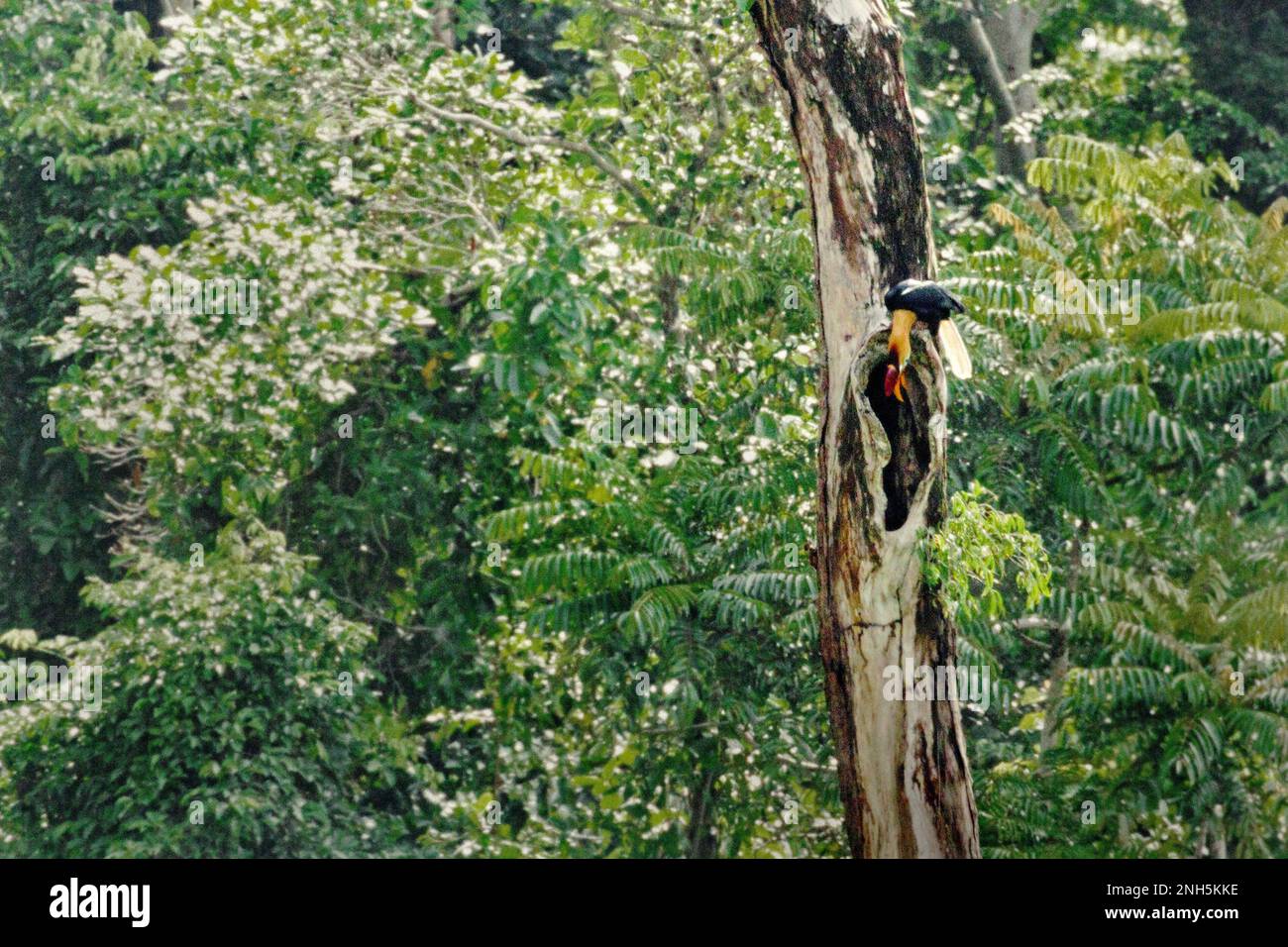 A male individual of knobbed hornbill, or sometimes called Sulawesi wrinkled hornbill (Rhyticeros cassidix), checks a hole on the trunk of a dead tree where it is perching in rainforest near Mount Tangkoko and DuaSudara in Bitung, North Sulawesi, Indonesia. The species is currently considered vulnerable to extinction due to logging and hunting, according to Amanda Hackett of Wildlife Conservation Society in a 2022 publication. 'With trees diminishing, there are no safe places for hornbill pairs to build their nests in large mature trees,' she added. Stock Photo