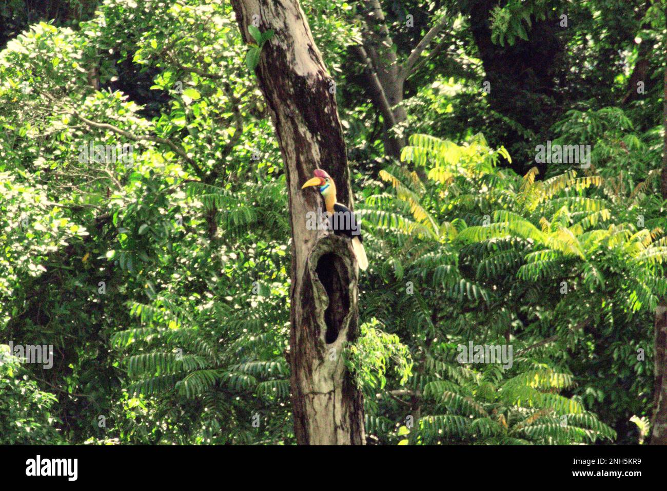 A male individual of knobbed hornbill, or sometimes called Sulawesi wrinkled hornbill (Rhyticeros cassidix), is perching above a potential nesting hole on a tree in rainforest near Mount Tangkoko and DuaSudara in Bitung, North Sulawesi, Indonesia. The species is currently considered vulnerable to extinction due to logging and hunting, according to Amanda Hackett of Wildlife Conservation Society in a 2022 publication. 'With trees diminishing, there are no safe places for hornbill pairs to build their nests in large mature trees,' she added. Stock Photo
