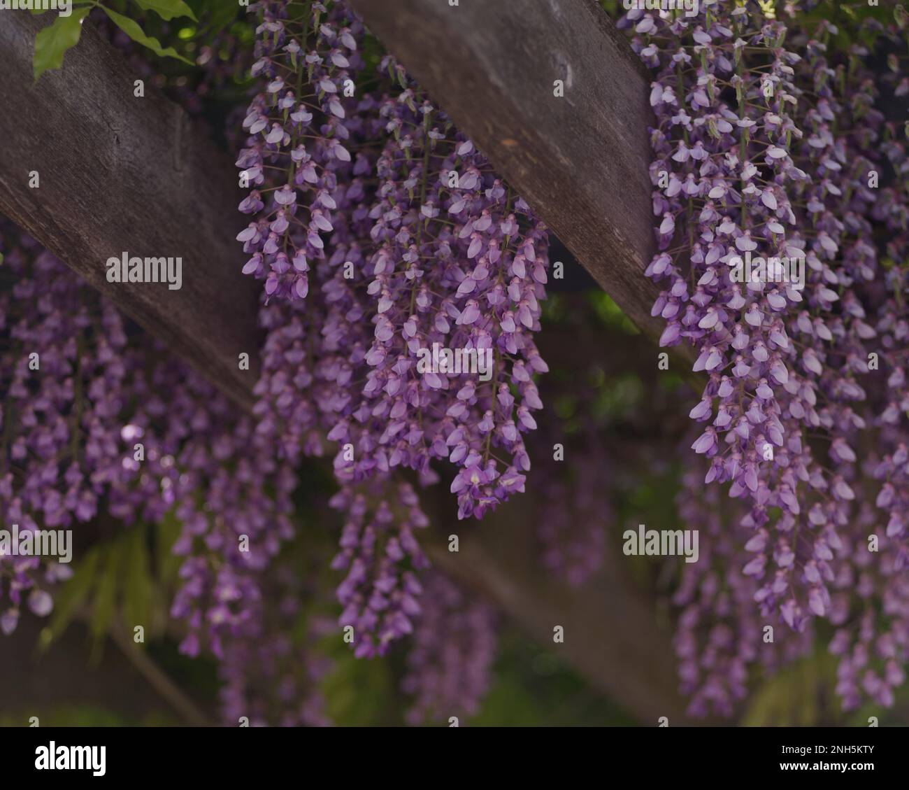 Wisteria in full bloom, growing on wooden trellis Stock Photo Alamy