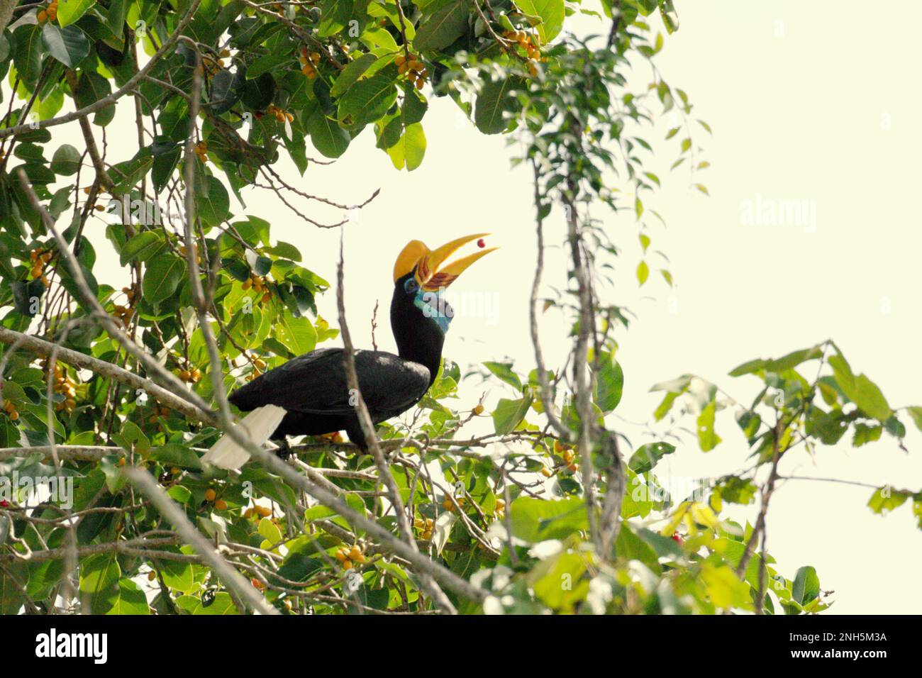 A female individual of knobbed hornbill, or sometimes called Sulawesi wrinkled hornbill (Rhyticeros cassidix), feeds on a ficus fruit as she is foraging on a fig tree in a rainforest area near Mount Tangkoko and DuaSudara in Bitung, North Sulawesi, Indonesia. Play an important role in seed dispersal—often dubbed as forest farmer by ornithologists, hornbills 'keep the cycle of the forest growing and evolving with all the fruit they consume each day,' wrote Amanda Hackett of Wildlife Conservation Society in a 2022 publication. Stock Photo