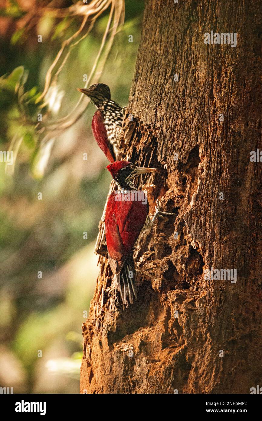 Sri Lankan Birds in the Wild. Visit Sri Lanka Stock Photo Alamy