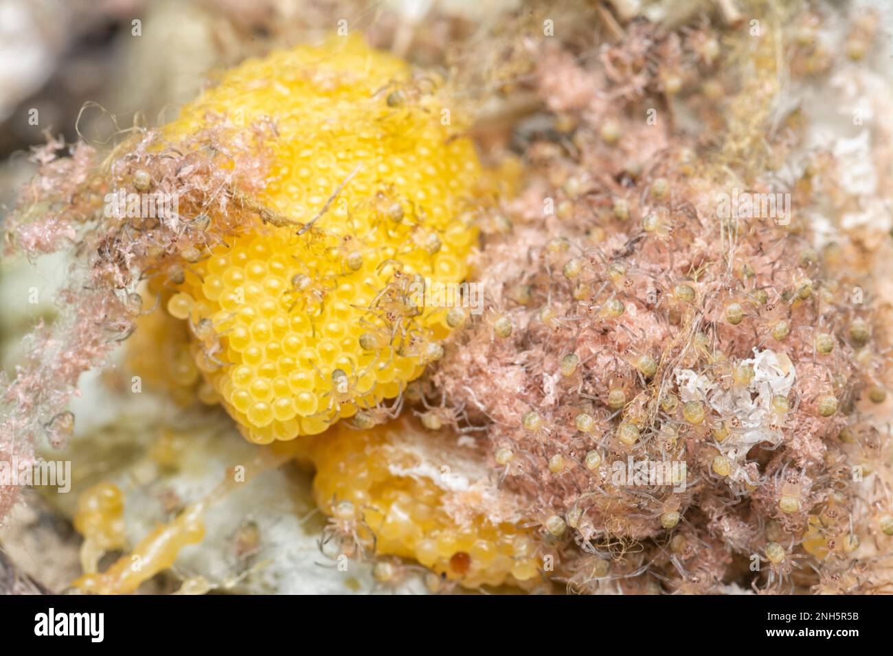 swamp of spiderlings and eggs spiders on the sac nest Stock Photo - Alamy