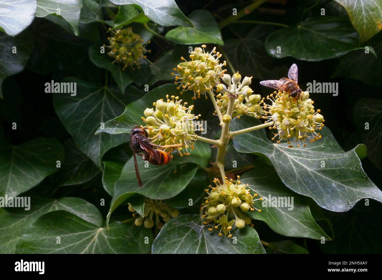 Close-up on an Asian hornet next to a Bee. Stock Photo