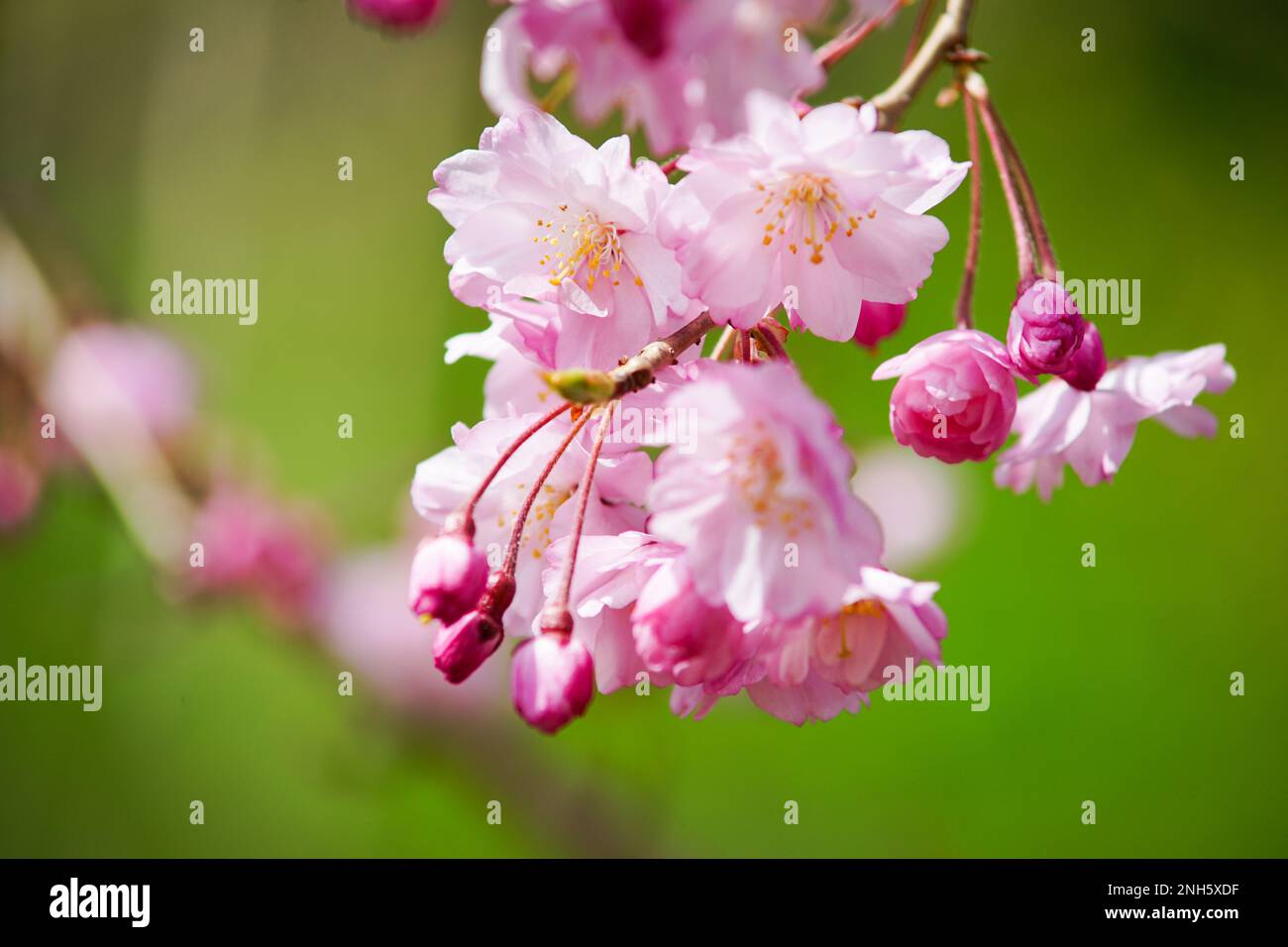 Cherry Flower in Japan Stock Photo