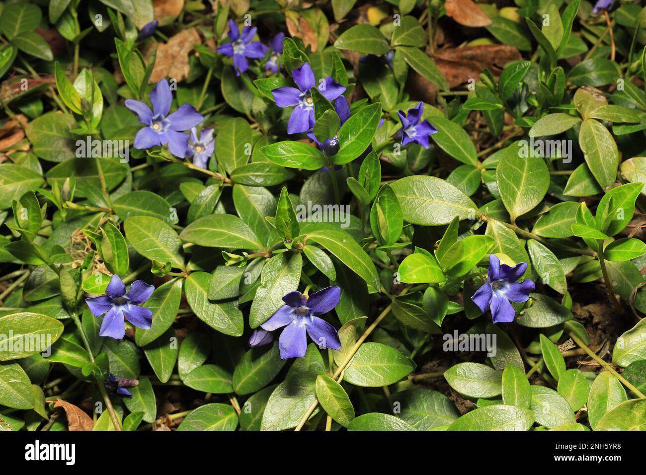 Blue flowers and green leaves of the vinca vine as a ground cover in the spring in St. Croix Falls, Wisconsin USA. Stock Photo