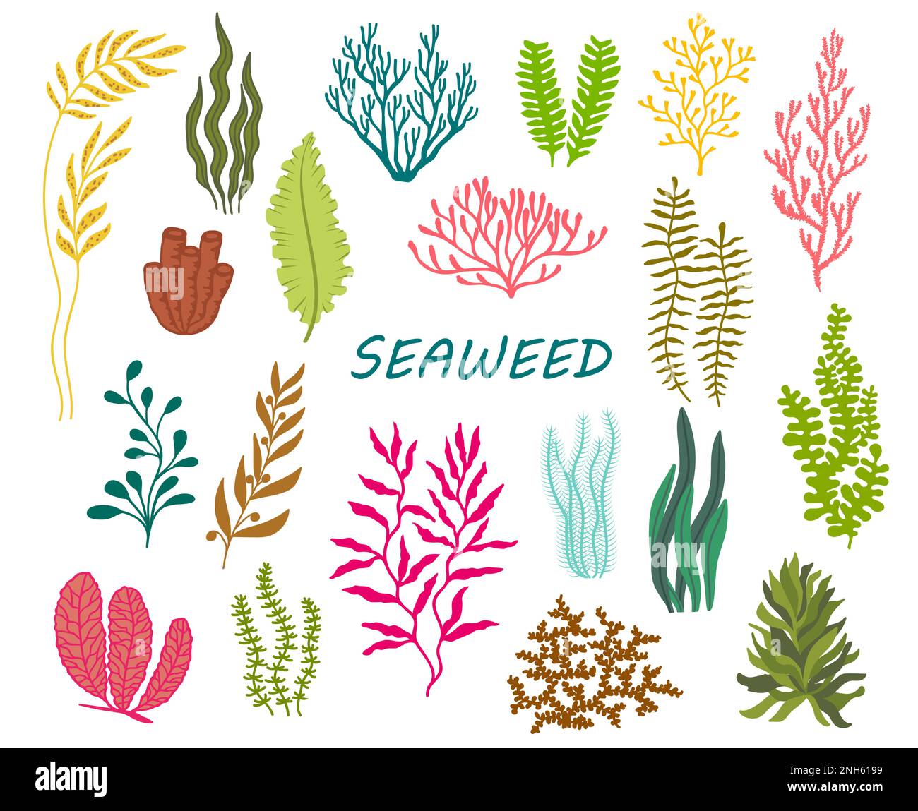 Underwater seaweed plants. Aquarium, ocean deep weed, tropical sea water plant, undersea aquatic vector seaweed set. Phyllophora, Kelp, Laminaria and Stock Vector