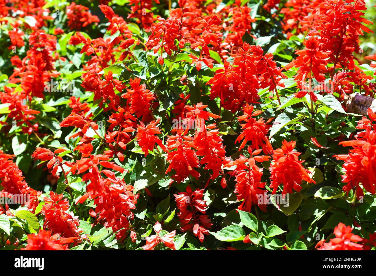 Many Salvia splendens or scarlet sage flowers growing in Da Lat city in Vietnam Stock Photo