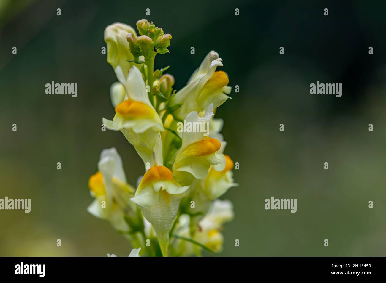 Linaria vulgaris flower growing in mountains Stock Photo