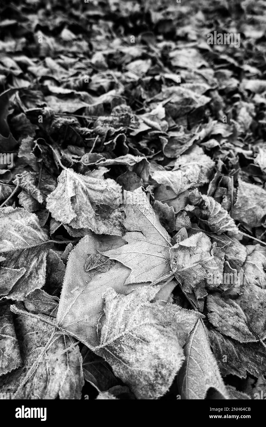 Detail of dry tree leaves on a cold winter day, ice and snow Stock Photo