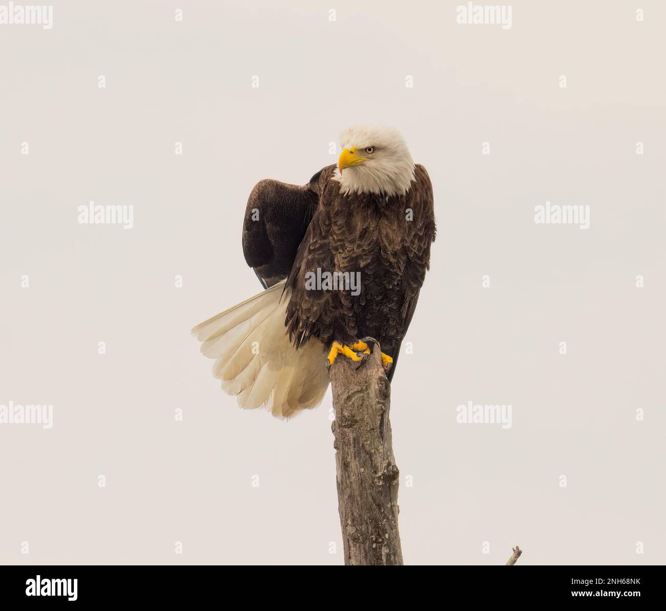 A majestic bald eagle perched atop a tree branch with its wings spread ...