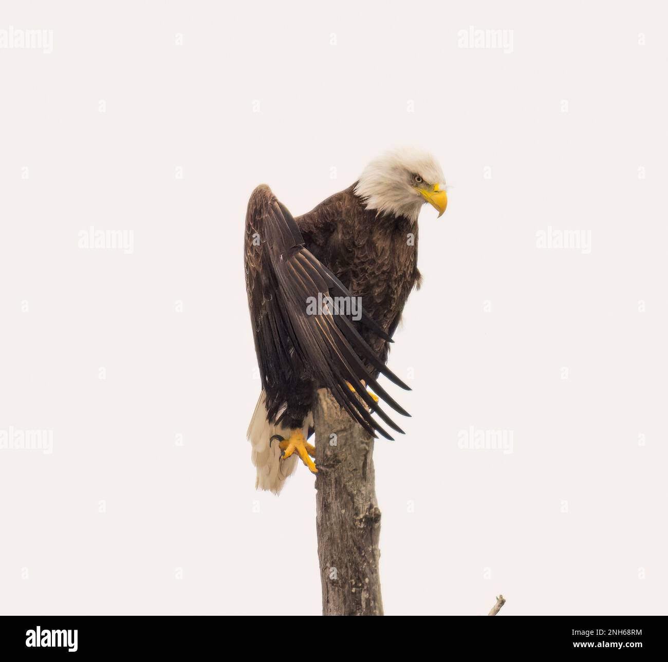 A majestic bald eagle perched atop a tree branch with its wings spread ...