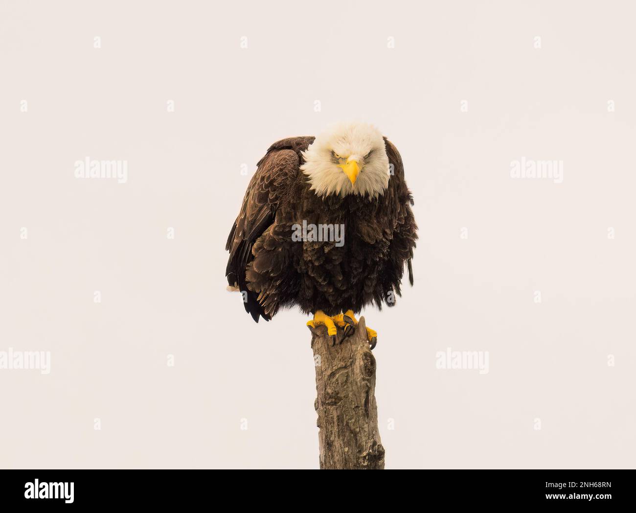 A majestic bald eagle perched atop a tree branch with its wings spread ...