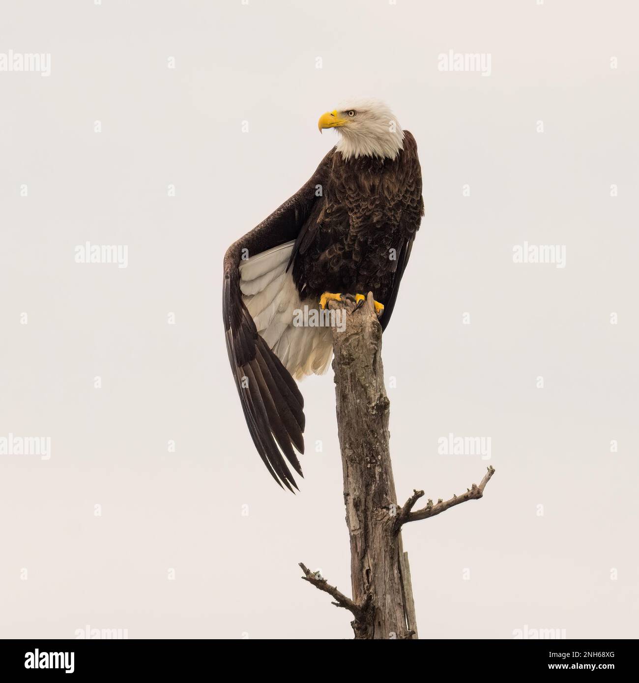 A majestic bald eagle perched atop a tree branch with its wings spread ...