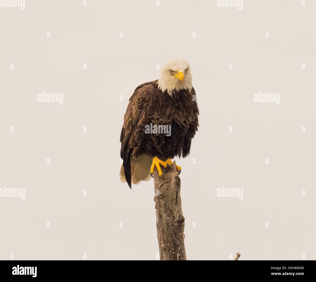 A majestic bald eagle perched atop a tree branch with its wings spread ...
