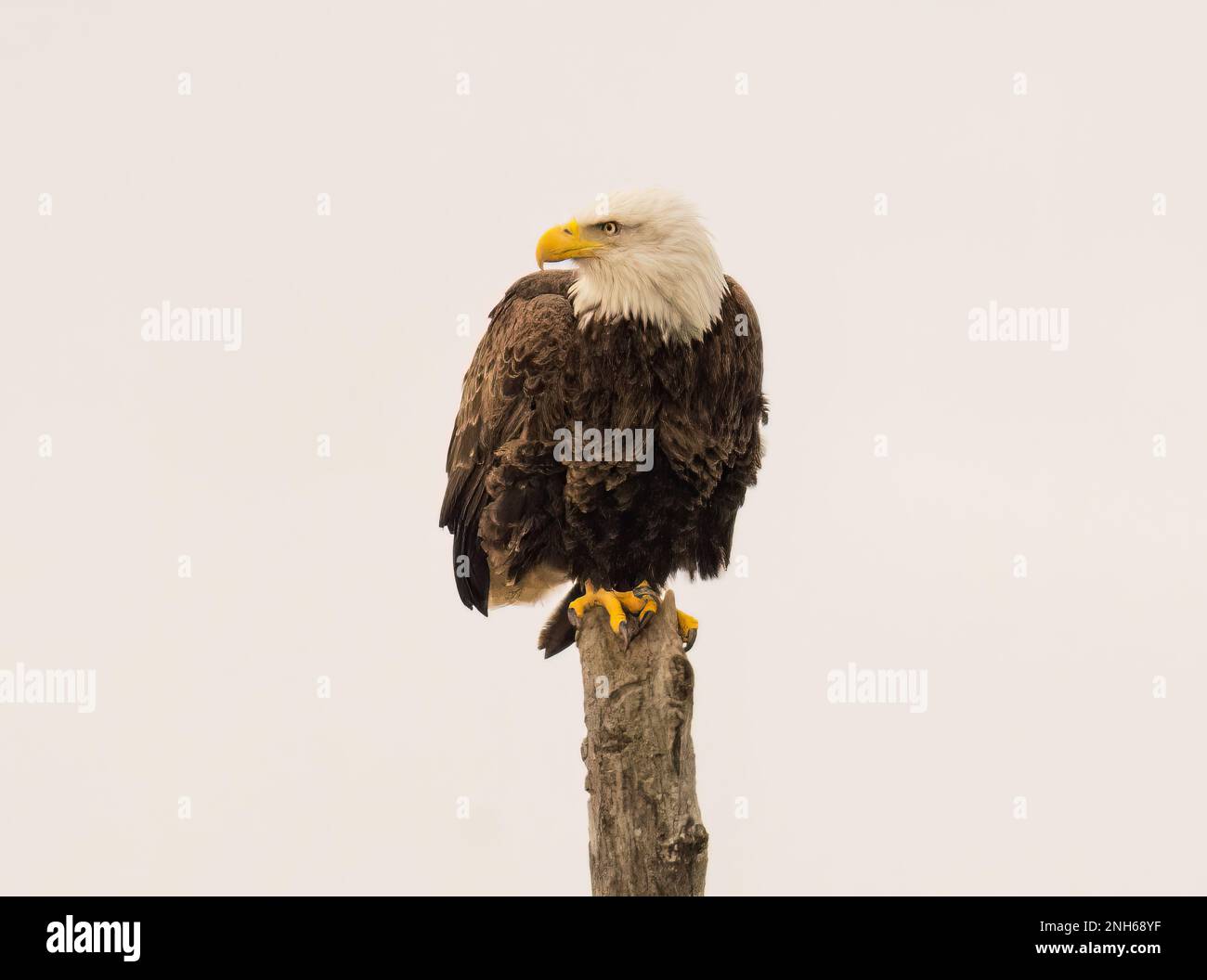 A majestic bald eagle perched atop a tree branch with its wings spread ...