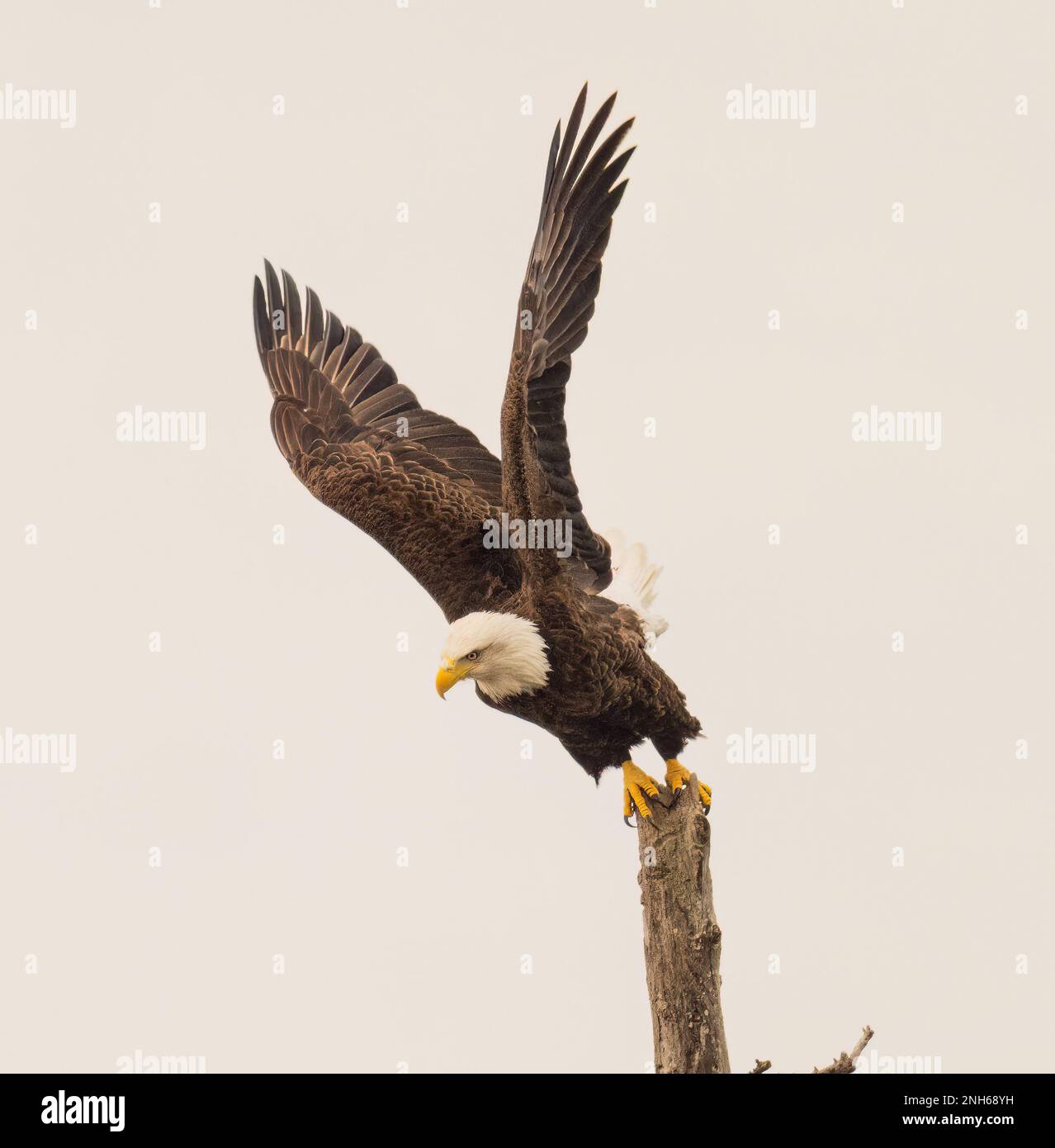 A majestic bald eagle perched atop a tree branch with its wings spread ...
