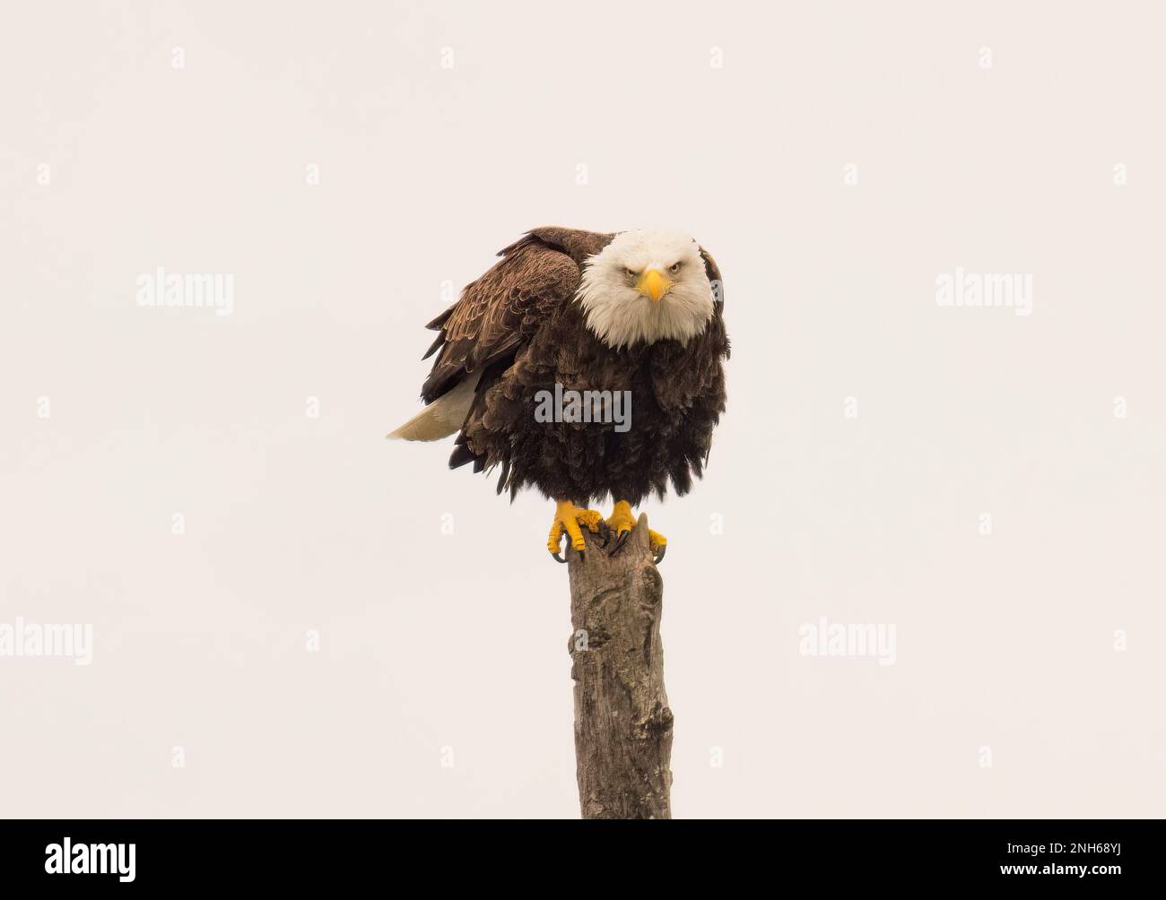 A majestic bald eagle perched atop a tree branch with its wings spread ...