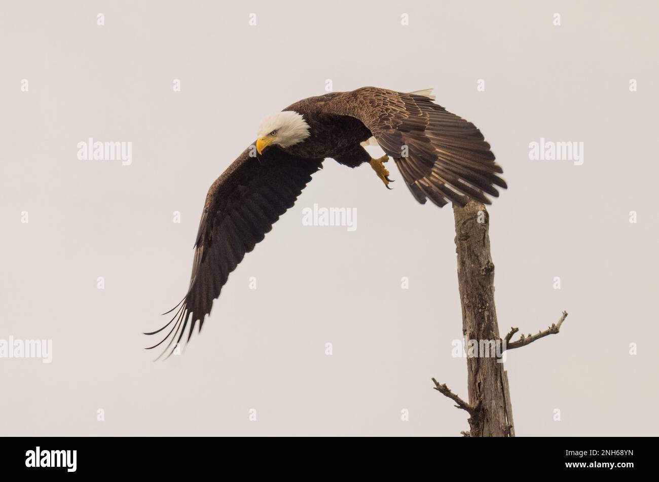 A majestic bald eagle perched atop a tree branch with its wings spread ...