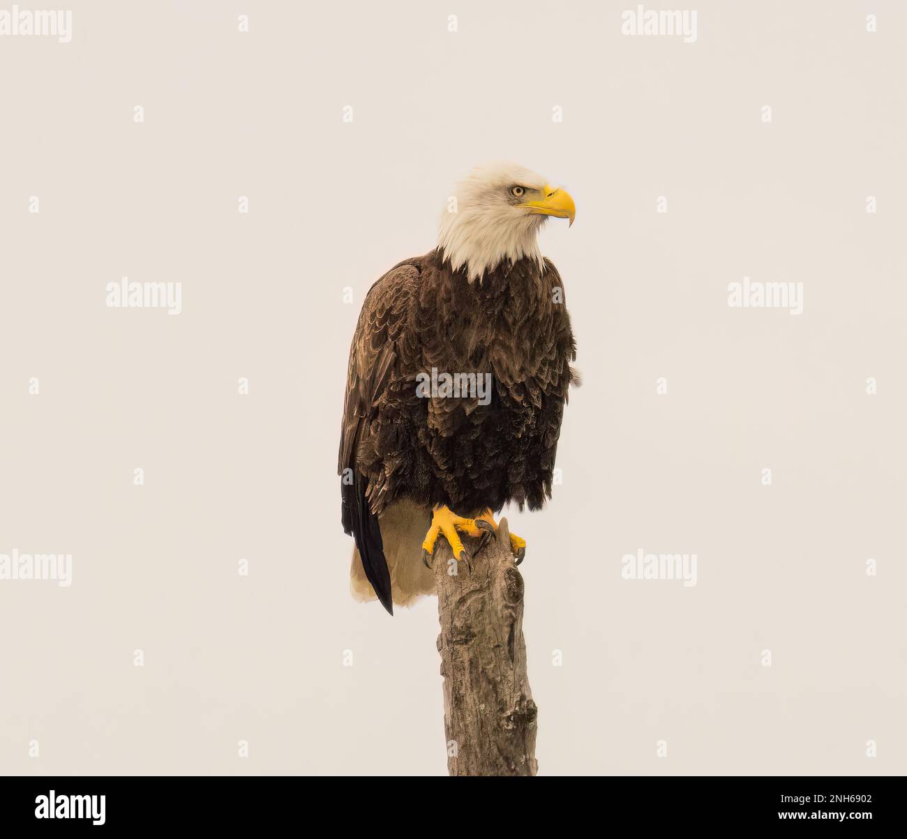 A majestic bald eagle perched atop a tree branch with its wings spread ...