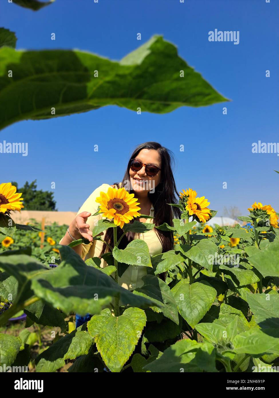 Latin adult woman with sunglasses walks through a field of sunflowers