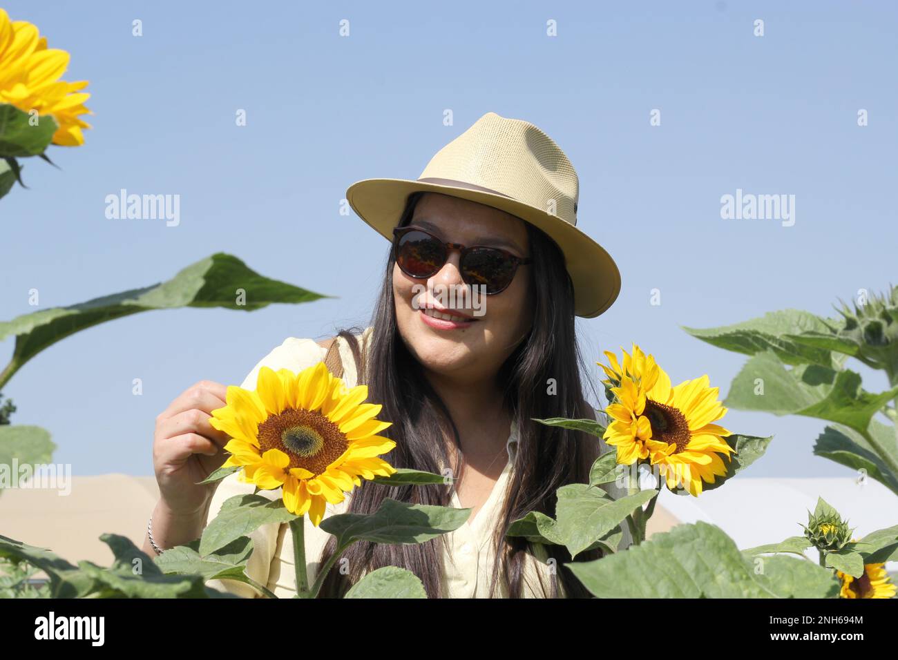 Latin adult woman with sunglasses walks through a field of sunflowers