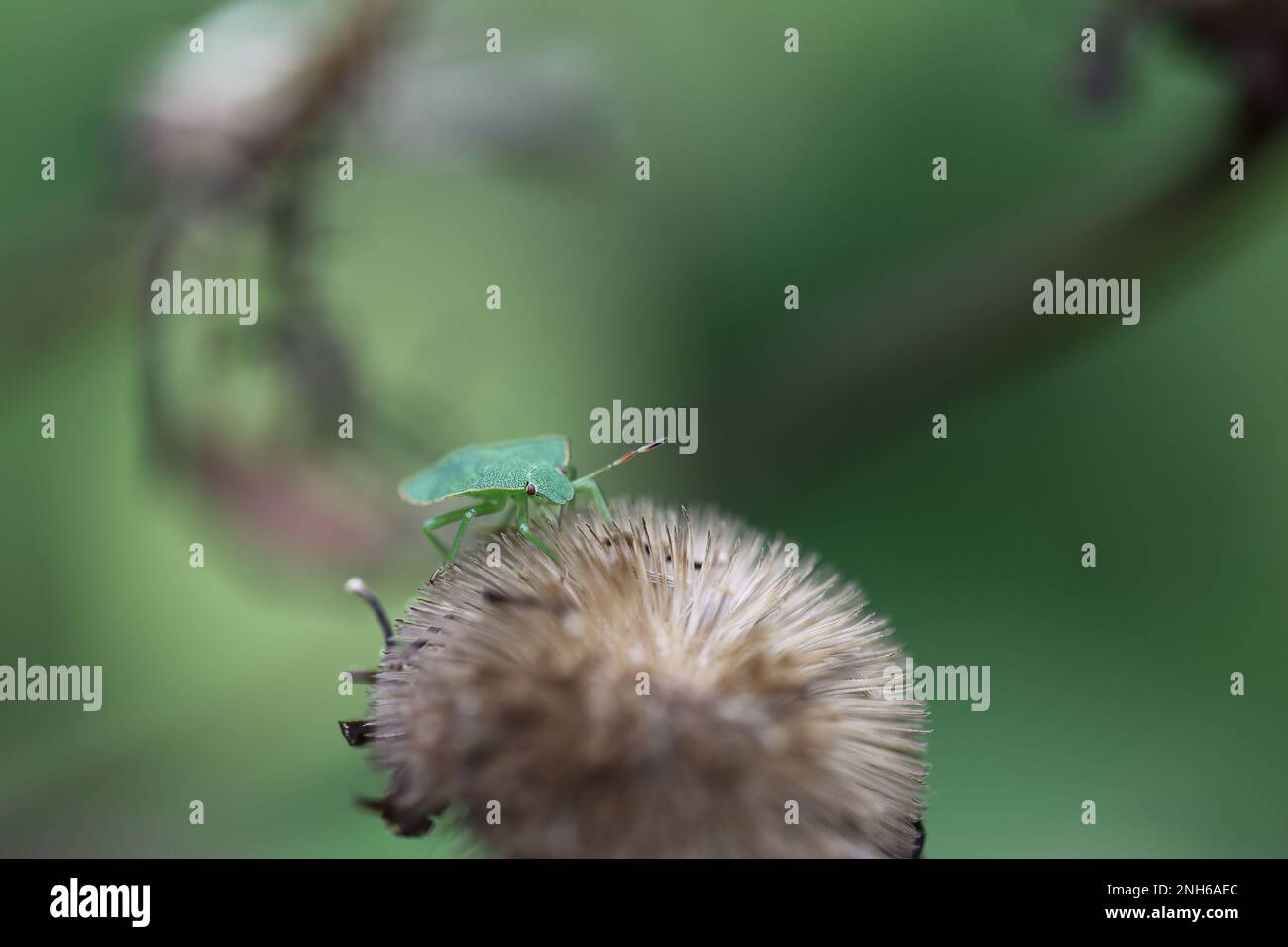 southern green stink bug sitting on a seedhead Stock Photo