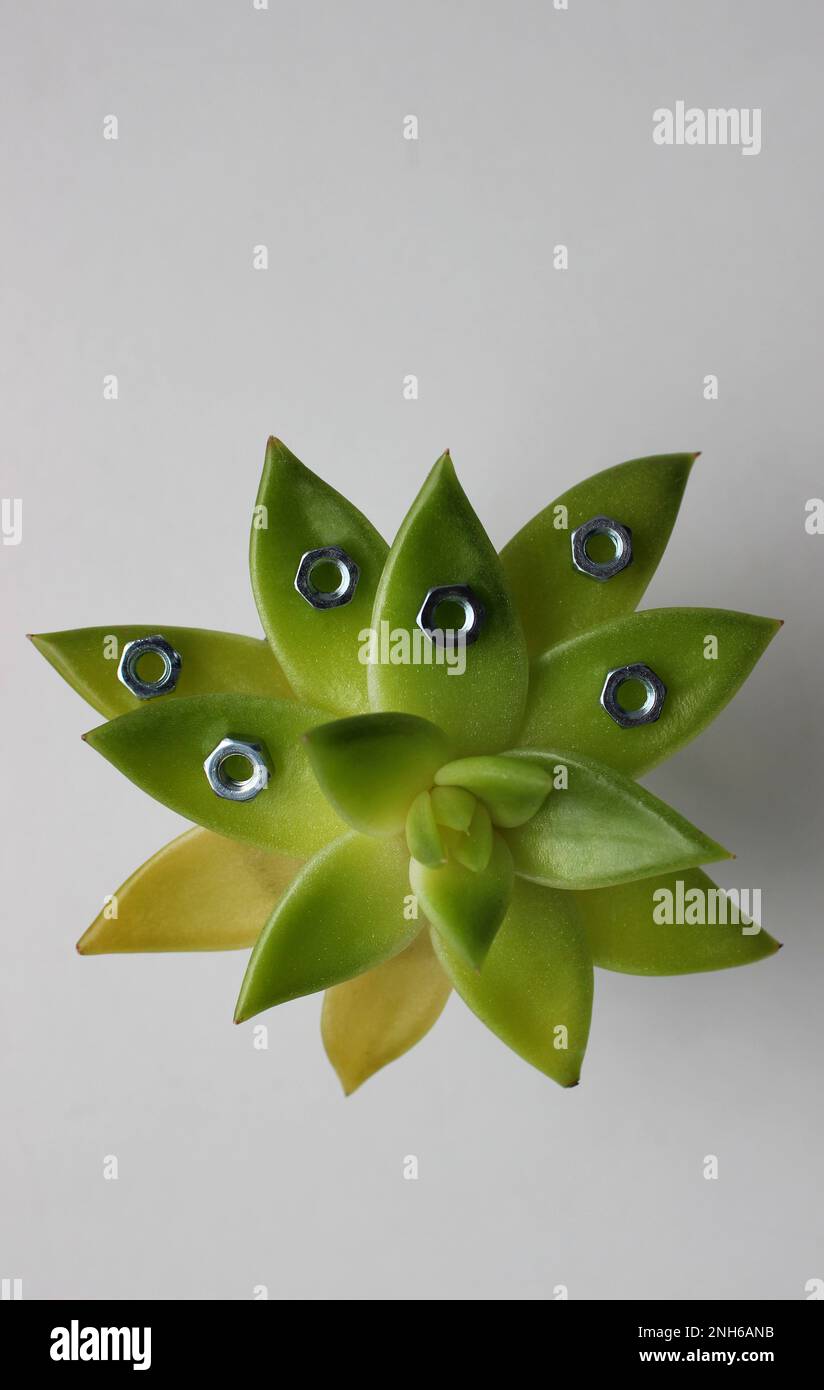 Shiny Steel Nuts Like Metaphoric Rain Drops On A Leaves Of Green Plant Isolated On White Top