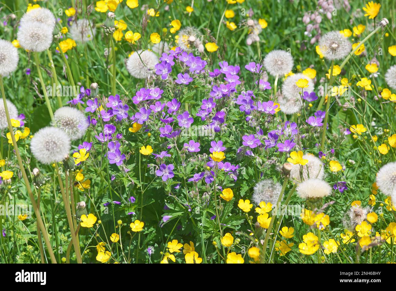 Alpine meadow at middle hight (1500 m) in flowers with dandelion seedheads (Taraxum officinale), wood-buutercups (Ranunculus nemorosus) and wood-crane Stock Photo