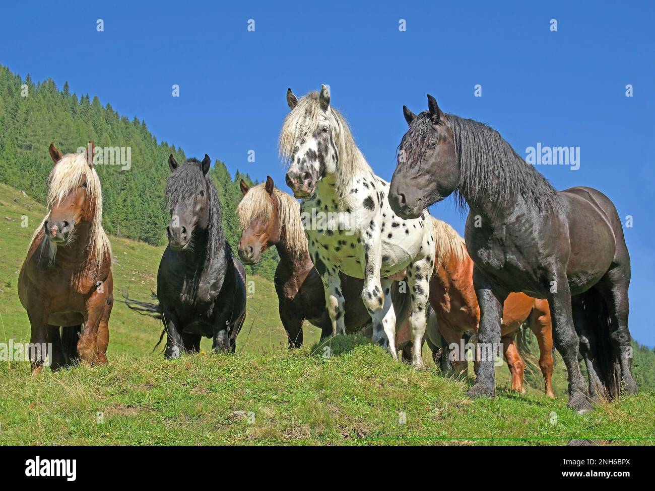 A group of Noriker stallions in Rauris Valley. They spend their summers on high alpine meadows. Land Salzburg / National Park Hohe Tauern, Austria Stock Photo