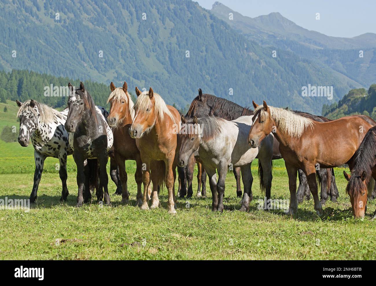 A group of Noriker young horses of various coat colours on alpine meadow in Rauris valley, country Salzburg. Austria Stock Photo