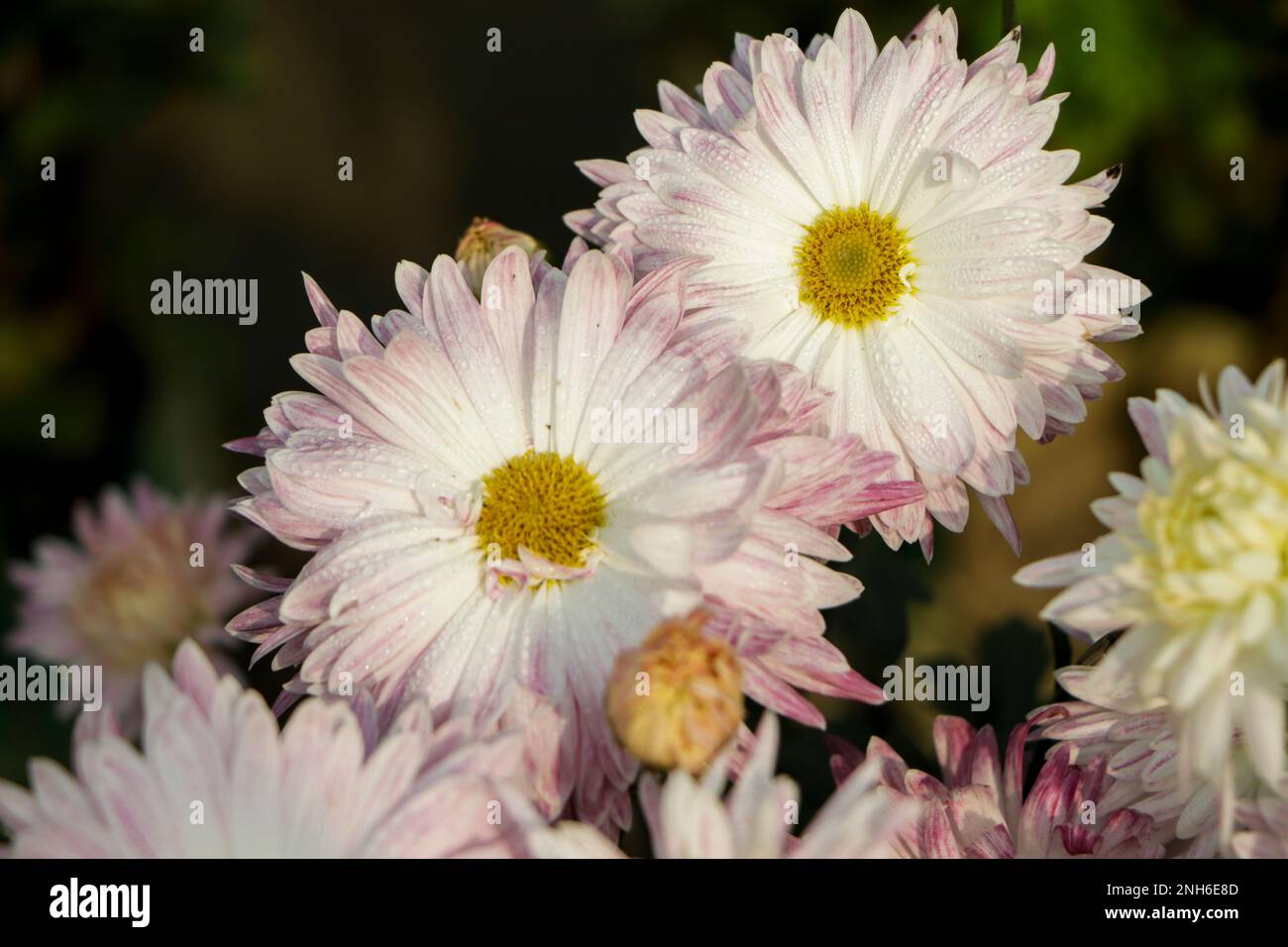 Winter hardy chrysanthemum hi-res stock photography and images - Alamy
