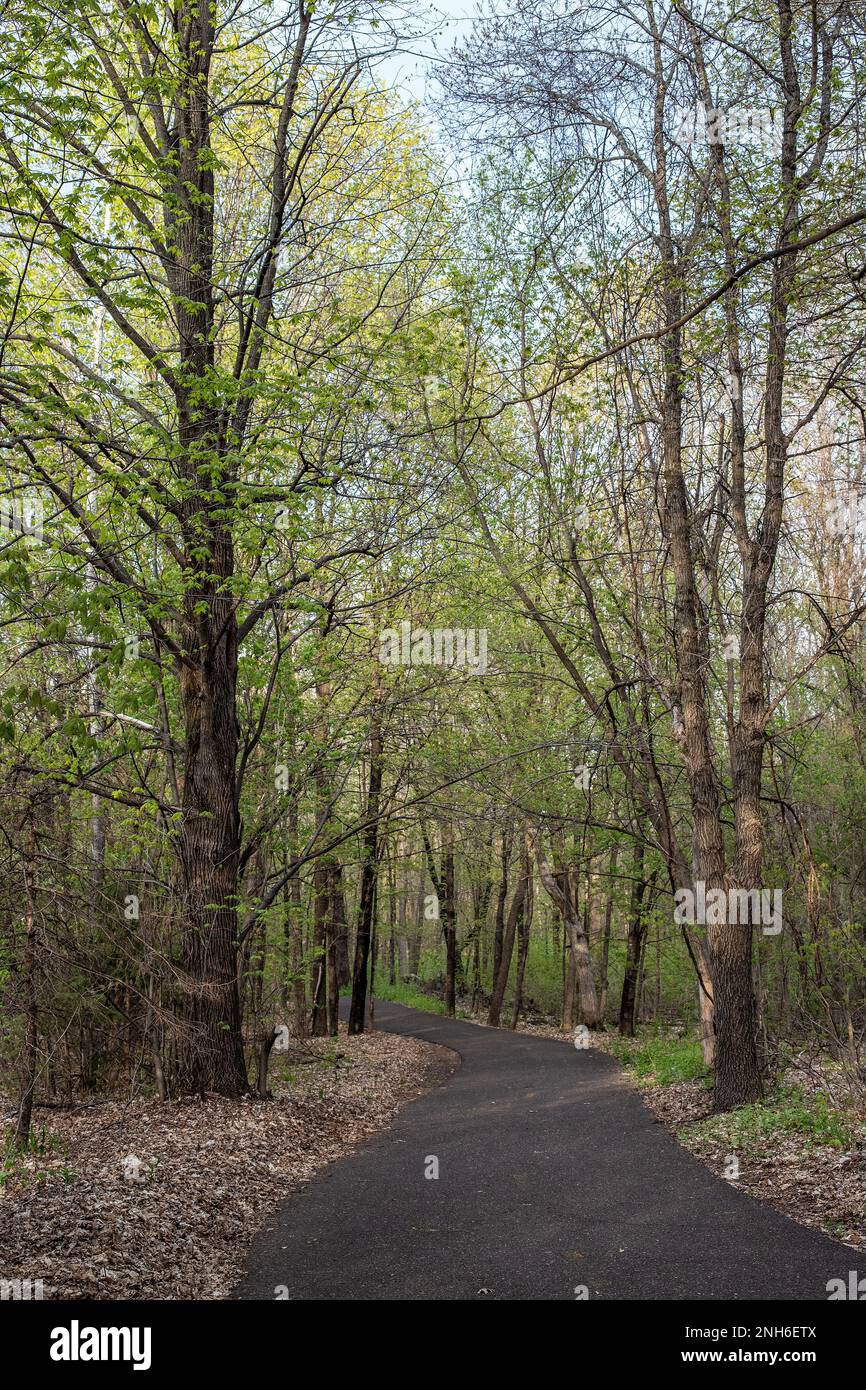 Springtime woods with a bike and hiking trail running through them in
