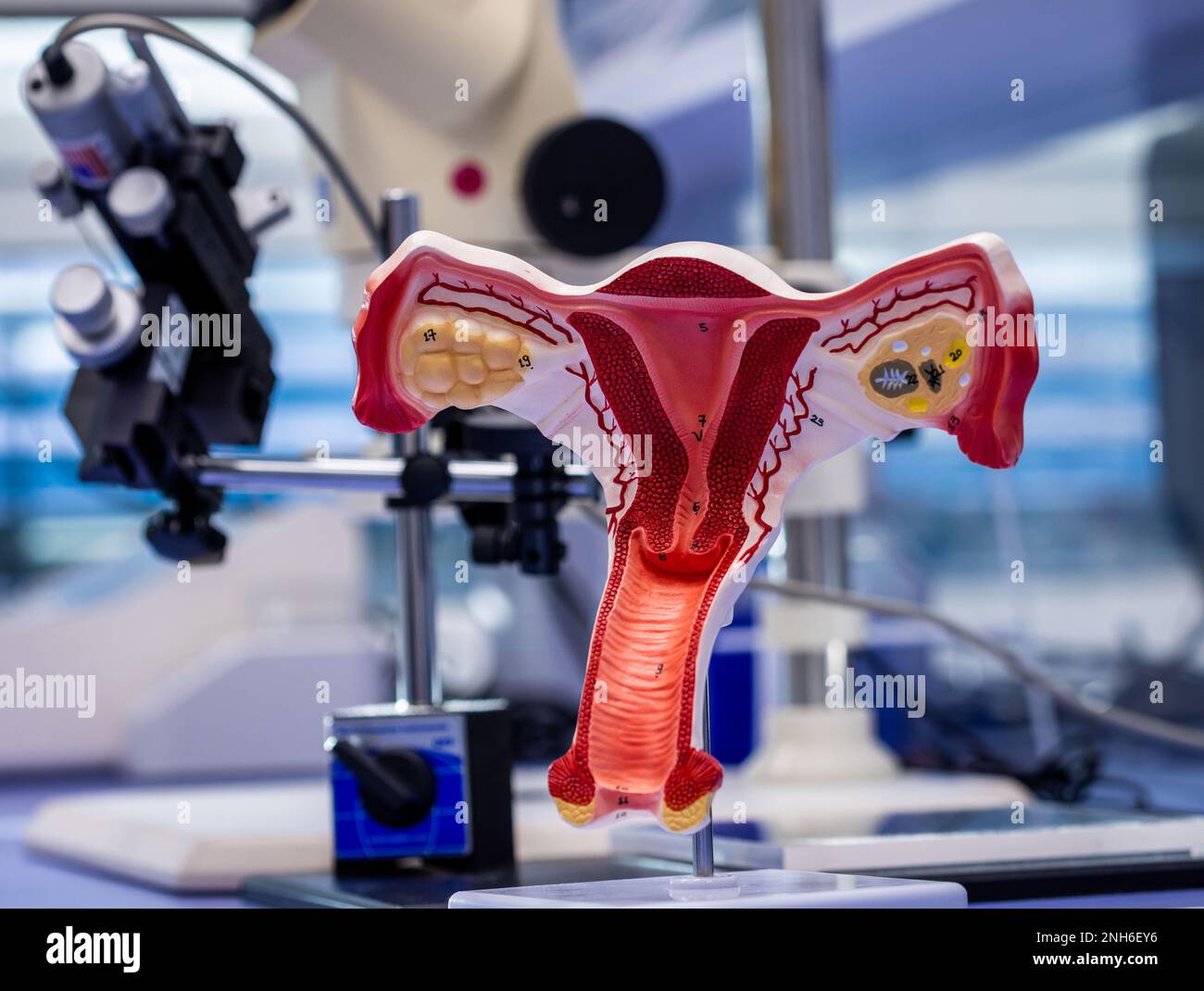 07 February 2023, MecklenburgWestern Pomerania, Warnemünde The model