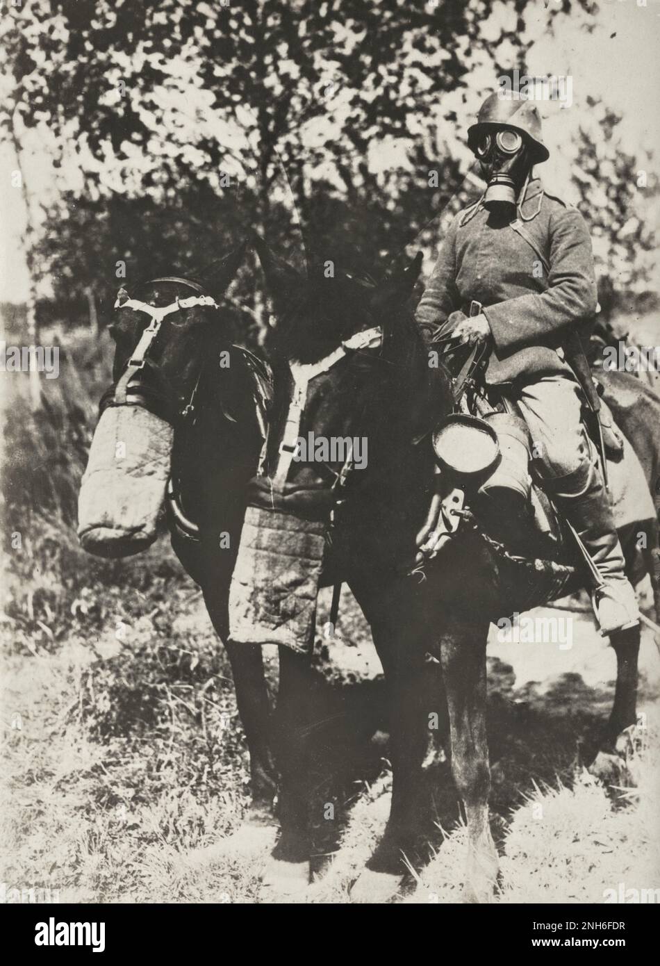 1914-1918. World War I. This portrait shows a German cavalry soldier and two horses wearing gas masks. Stock Photo