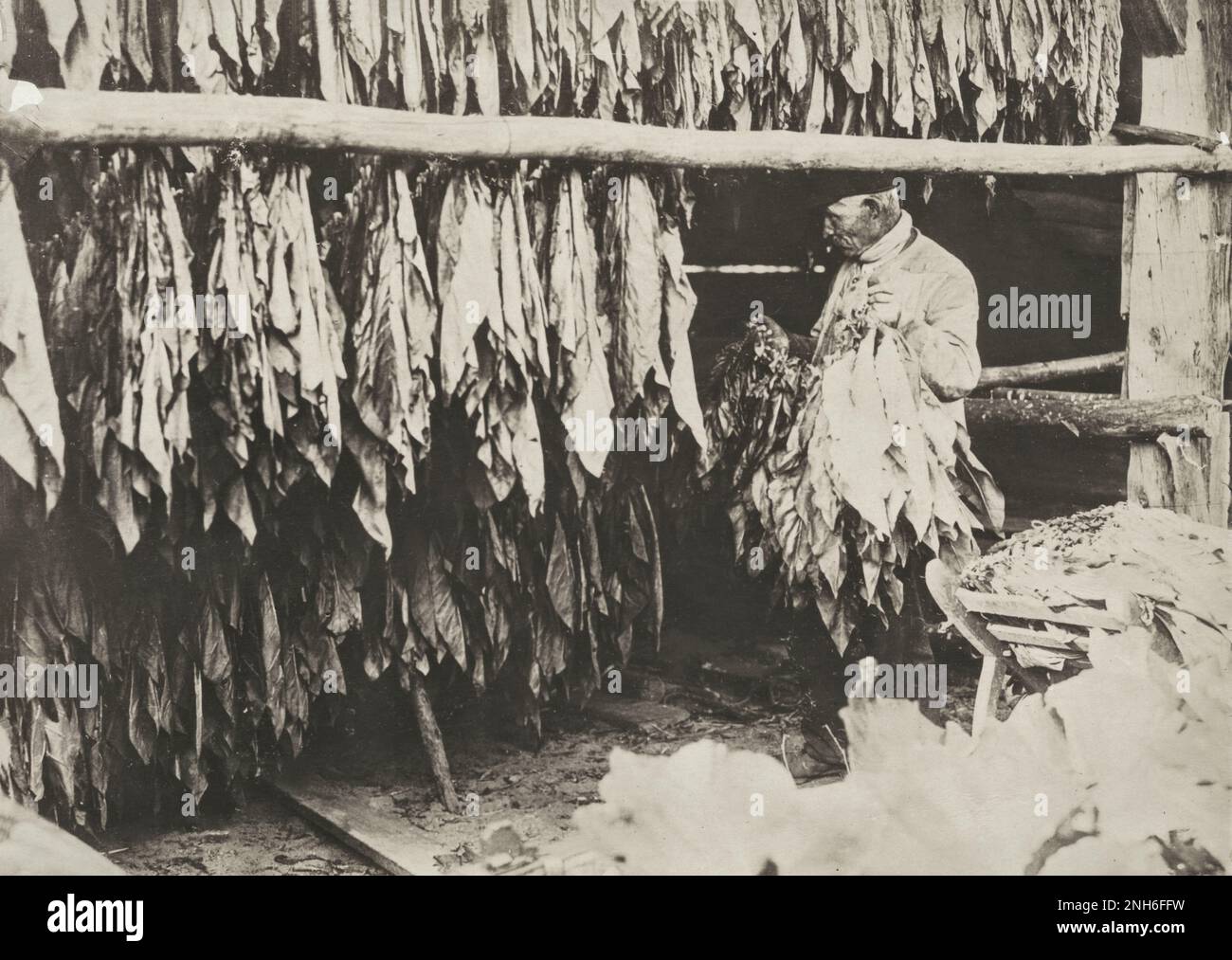 1914-1918. World War I. The picture shows a German man hanging up tobacco leaves for drying. Stock Photo