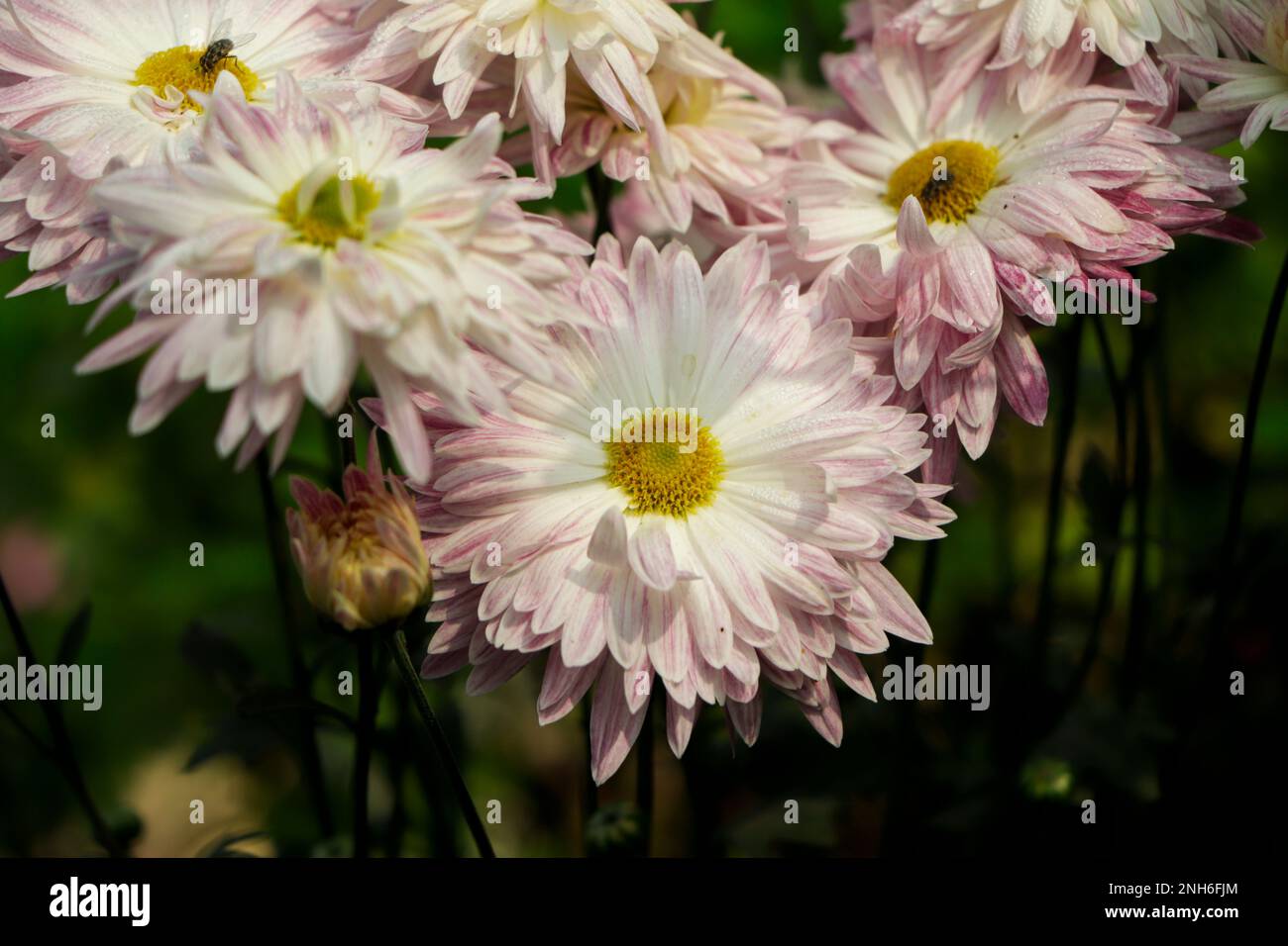Chrysanthemum indicum winter hi-res stock photography and images - Alamy