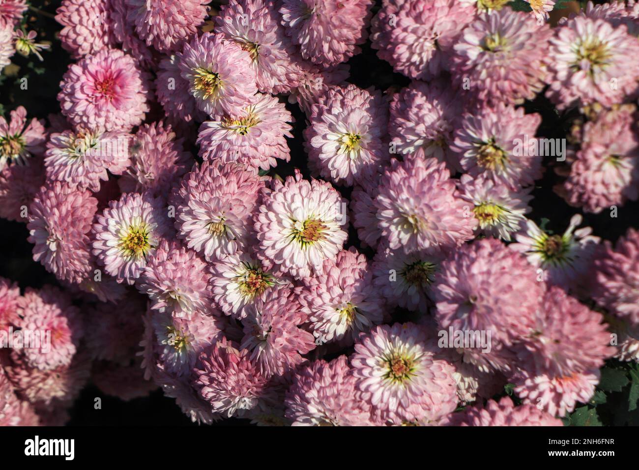 Chrysanthemum indicum winter hi-res stock photography and images - Alamy