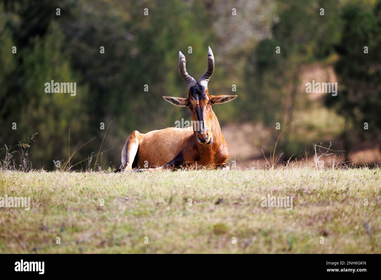 The Common Eland stares directly at the camera while laying down on a grassy field in South Africa. Stock Photo