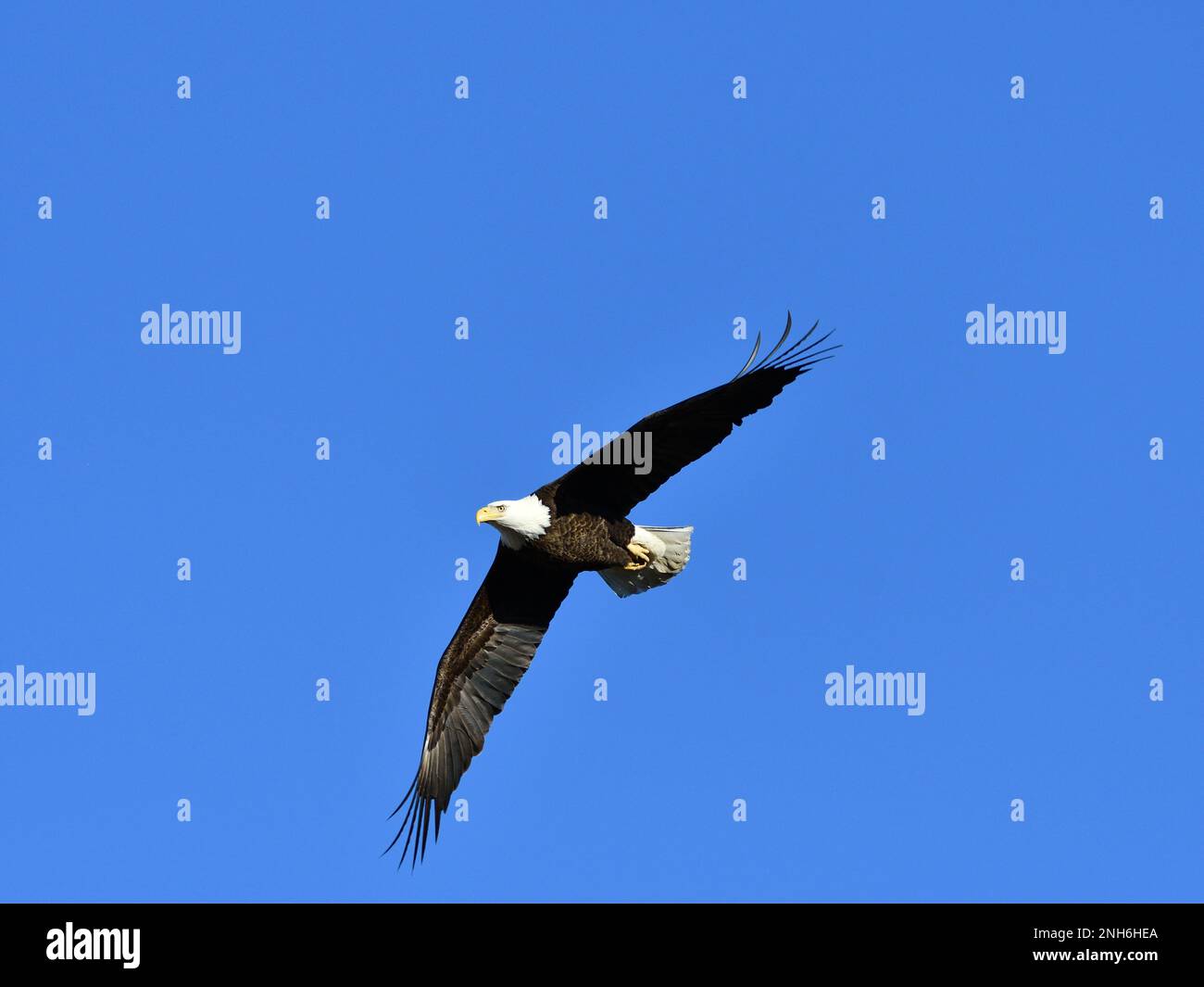 An American Bald Eagle soaring through a clear blue sky with its wings ...