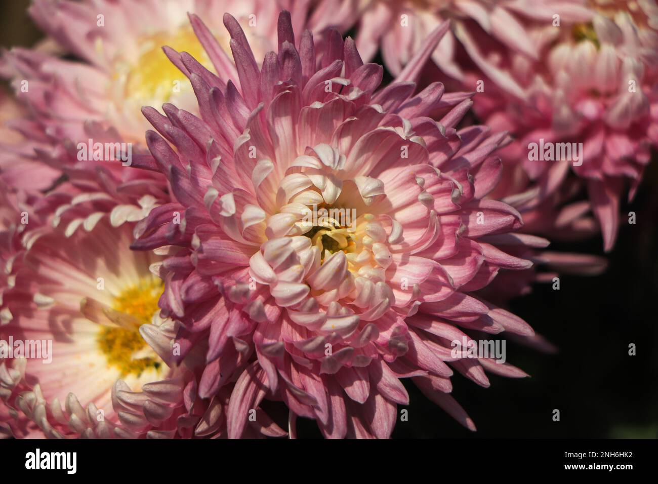 Chrysanthemum indicum winter hi-res stock photography and images - Alamy