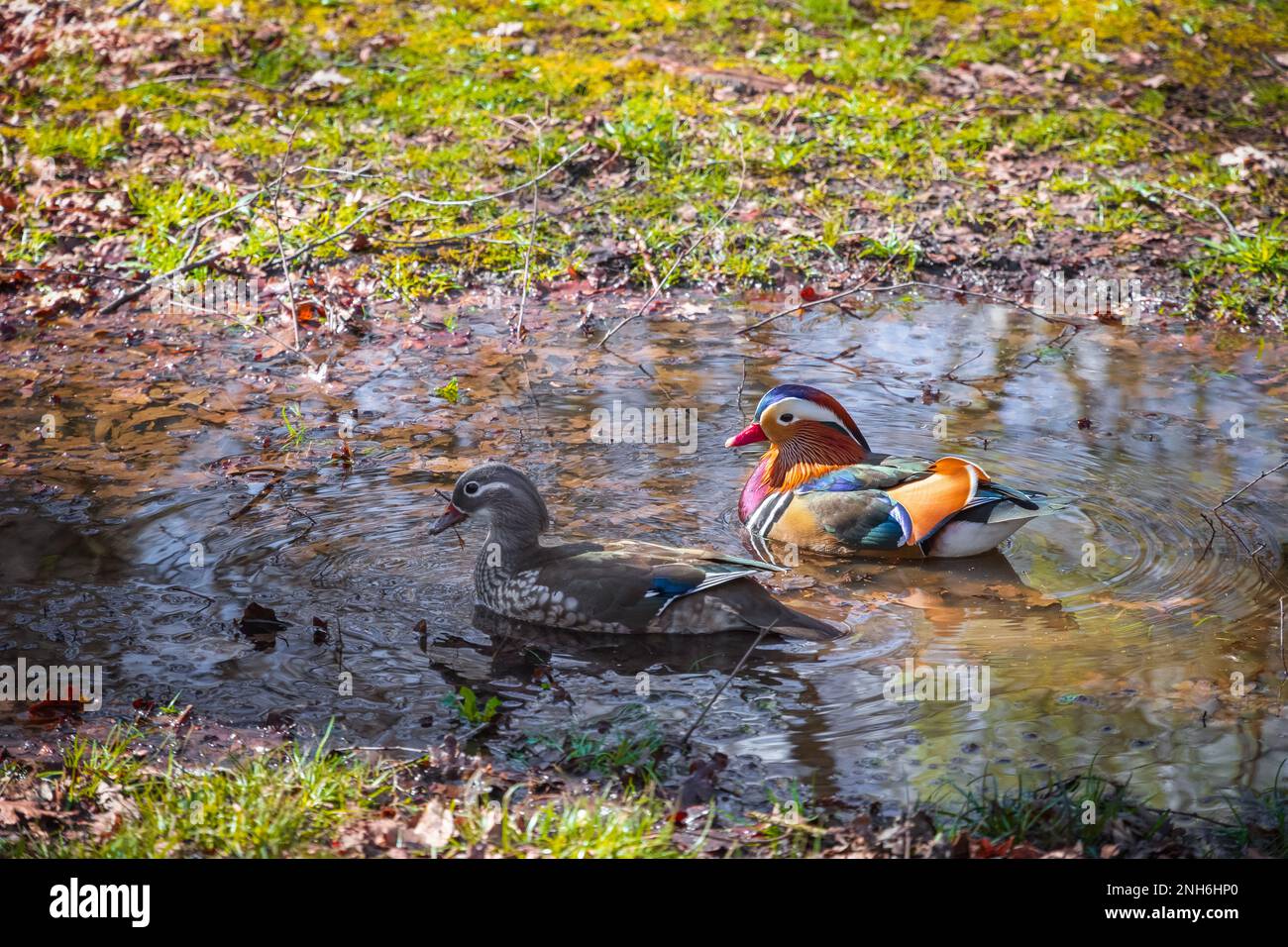 Mandarin ducks on a puddle in Isabella Plantation, a woodland garden in