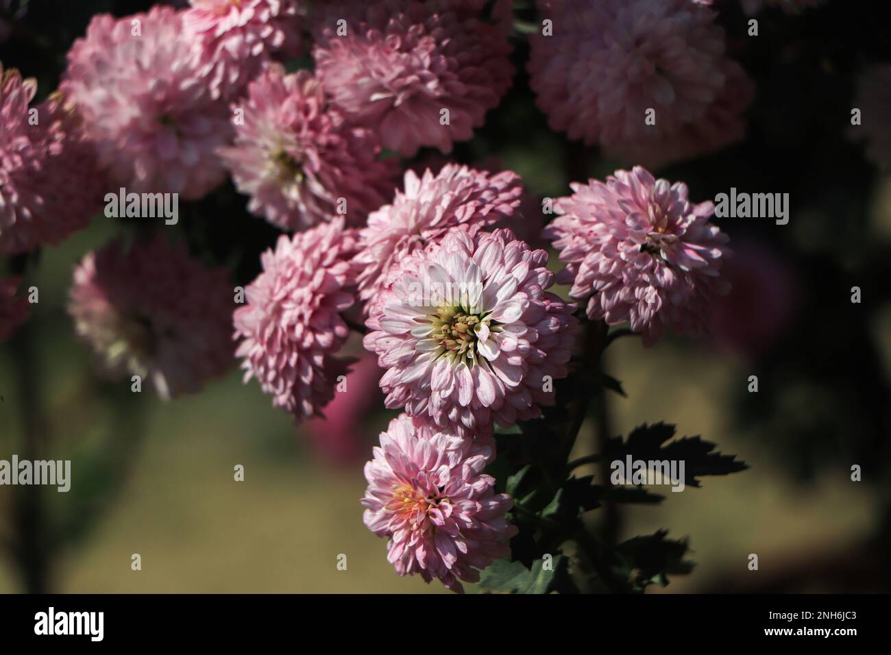 Background of beautiful pink chrysanthemum flowers Stock Photo - Alamy