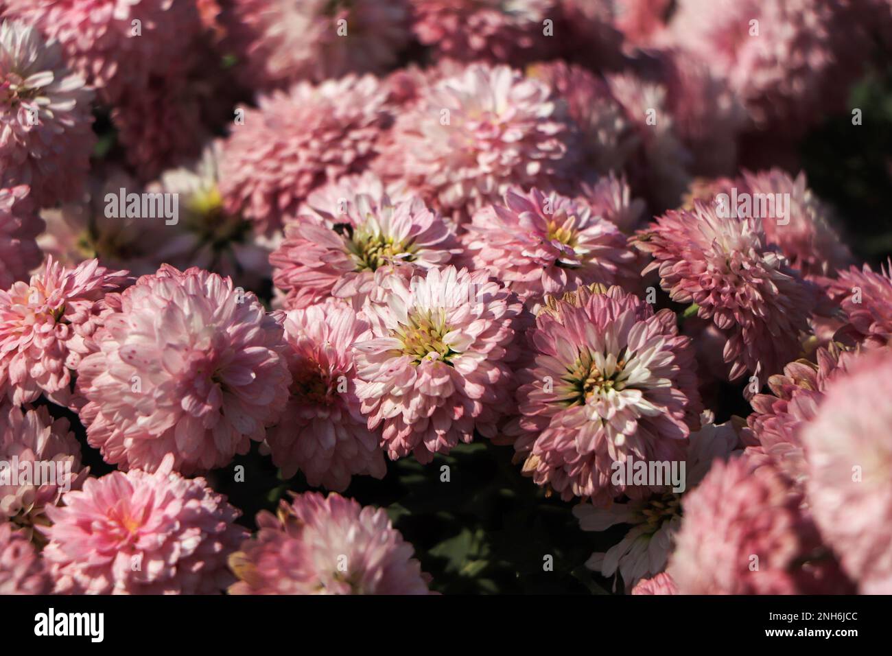 Pink chrysanthemum flower also known as flower of november Stock Photo ...
