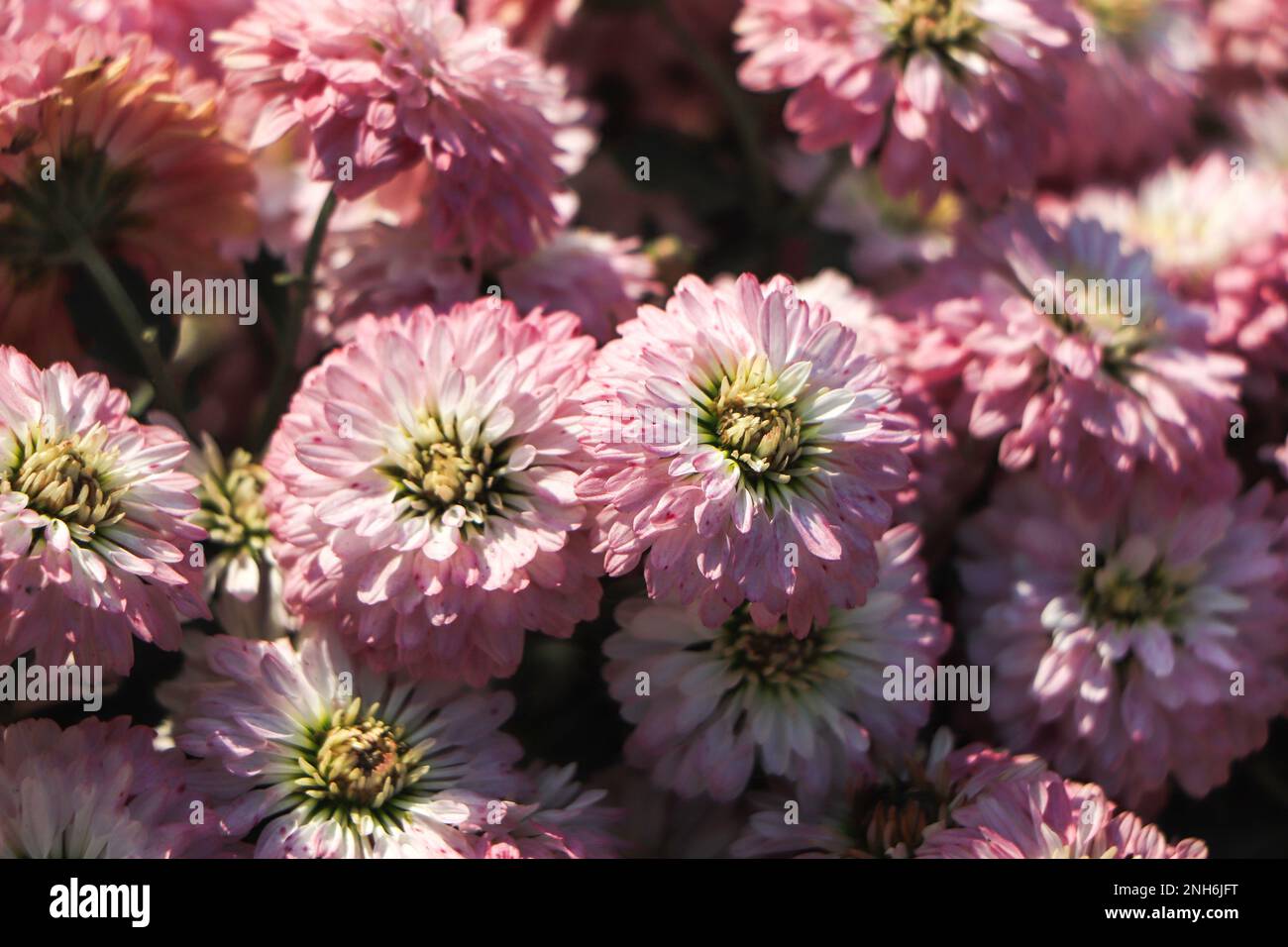 Chrysanthemum indicum winter hi-res stock photography and images - Alamy