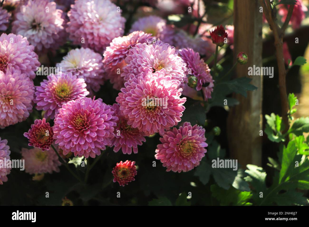 Chrysanthemum indicum winter hi-res stock photography and images - Alamy