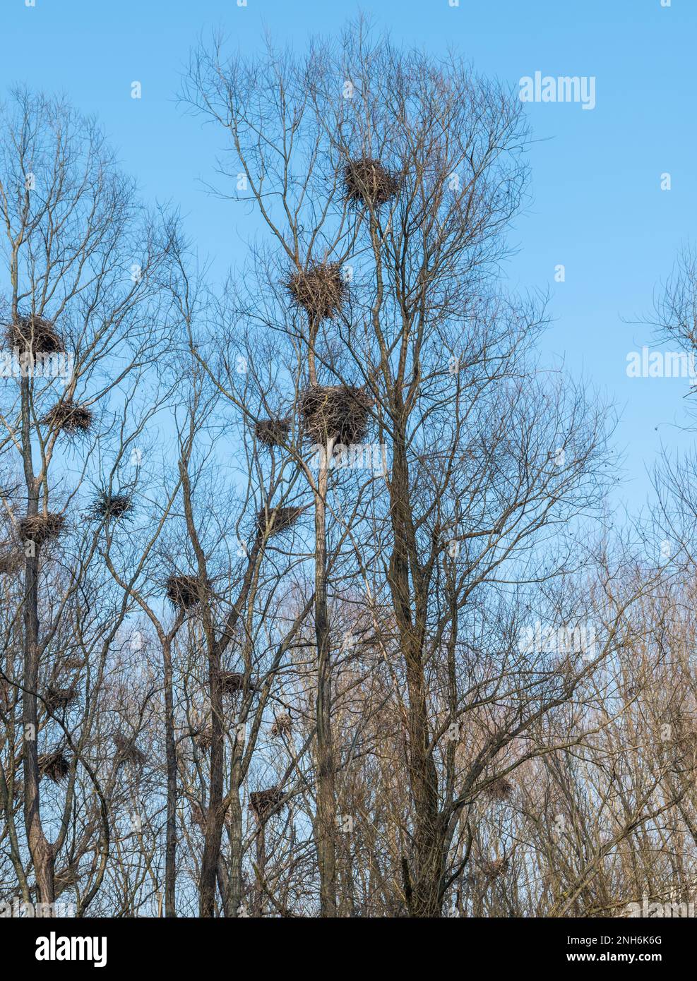 Heron family hi-res stock photography and images - Alamy