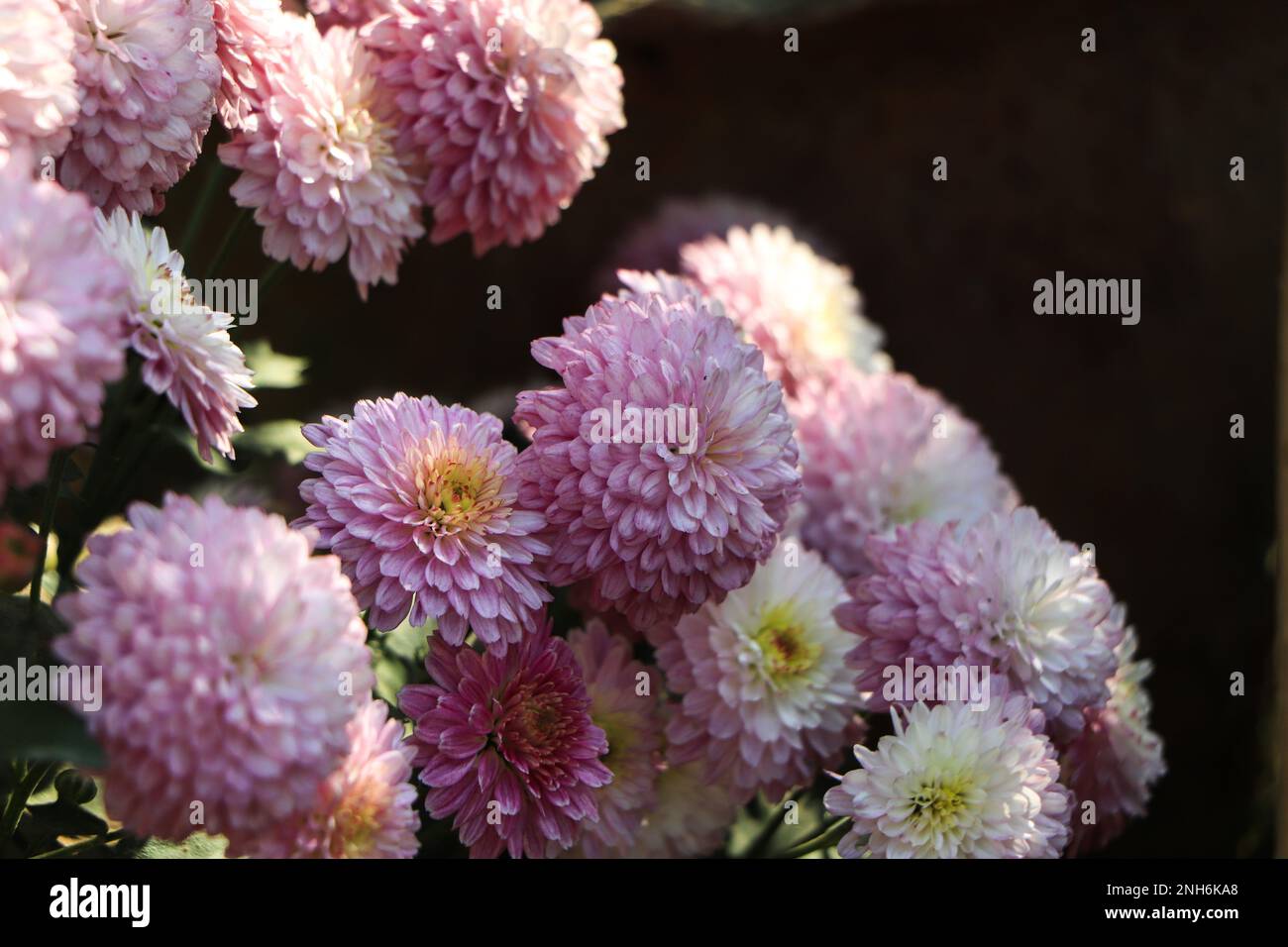 Chrysanthemum indicum winter hi-res stock photography and images - Alamy